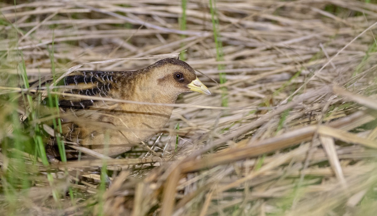 Yellow Rail - Ian Davies