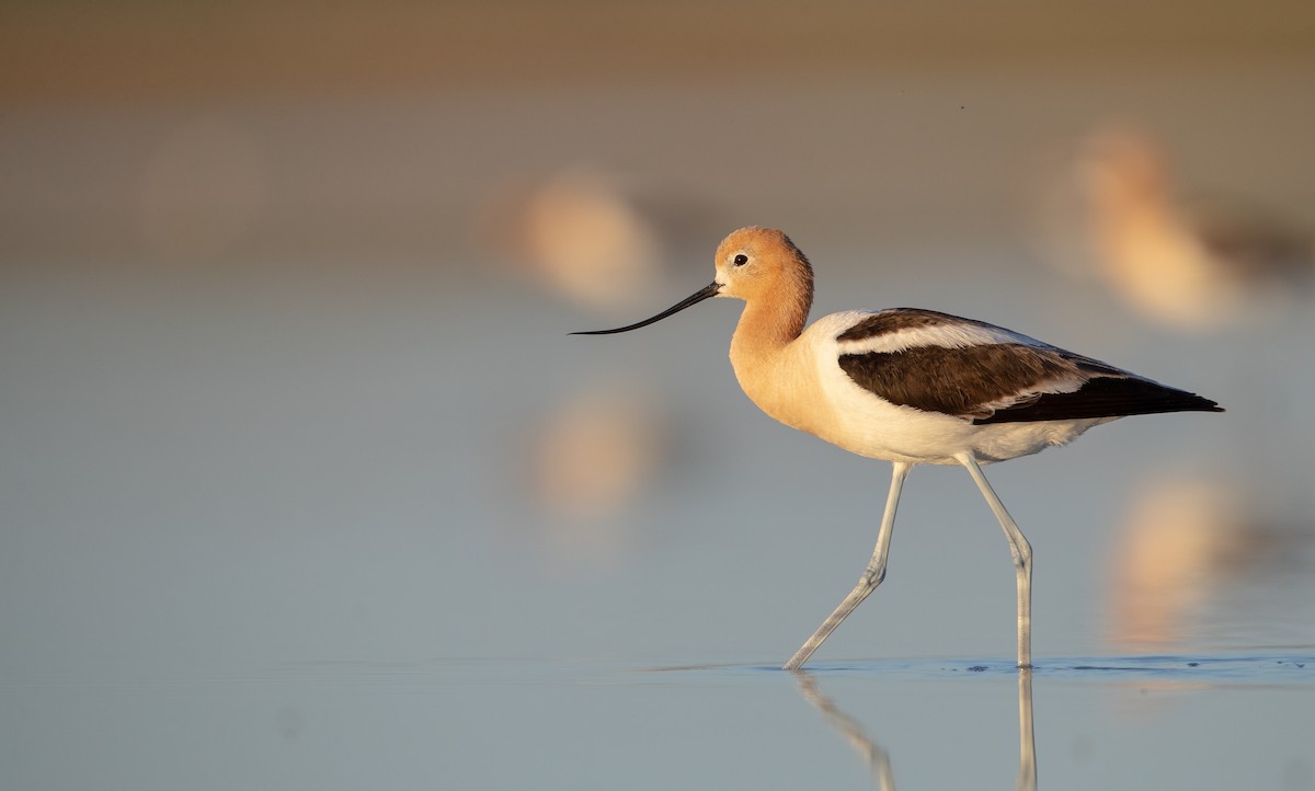 American Avocet - ML276543461