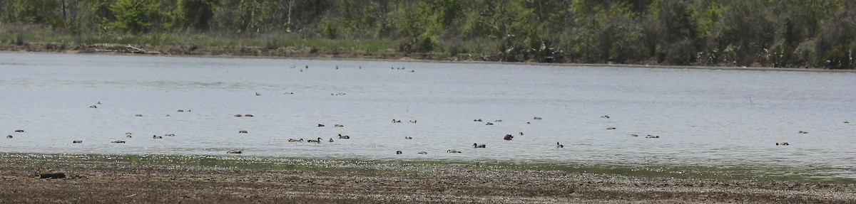 Blue-winged Teal - ML27654381