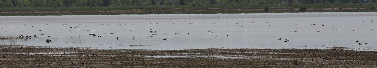 Blue-winged Teal - Charles Lyon