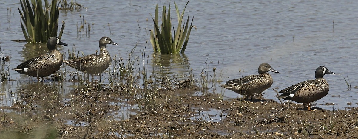 Blue-winged Teal - Charles Lyon