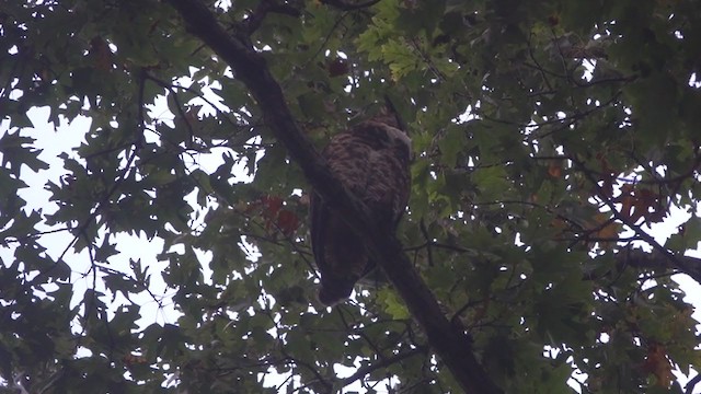 Great Horned Owl - ML276544101