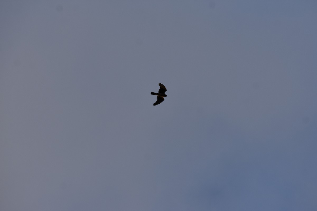 Northern Harrier - ML276544881