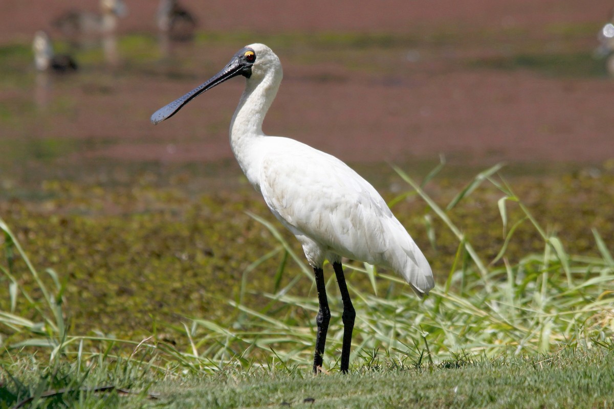 Royal Spoonbill - ML27654561