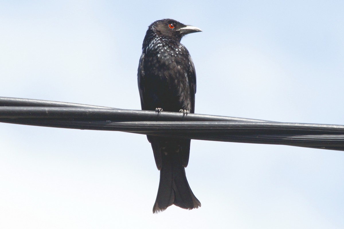 Spangled Drongo - ML27654661