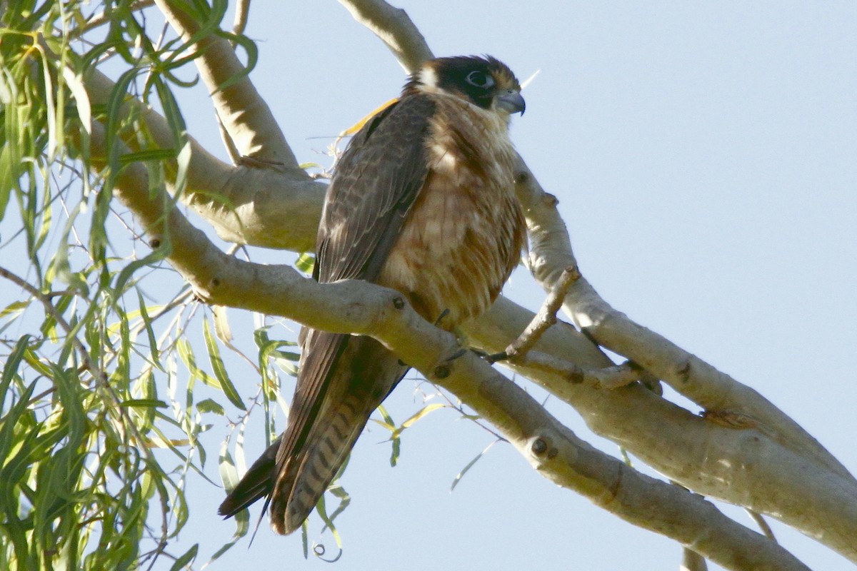 Australian Hobby - ML27654751