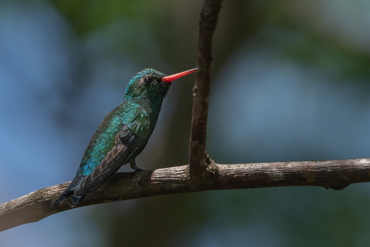 Glittering-bellied Emerald - ML276548481