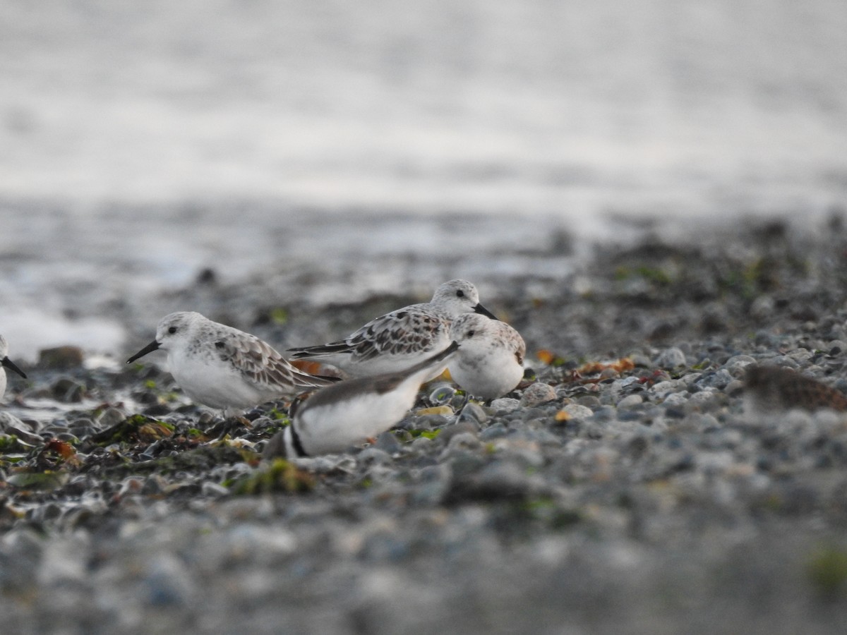 Sanderling - Jody  Wells