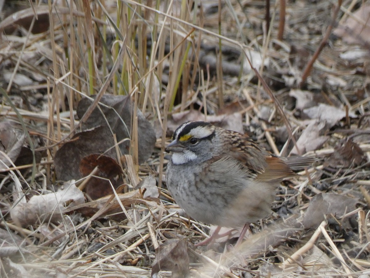White-throated Sparrow - ML276550371