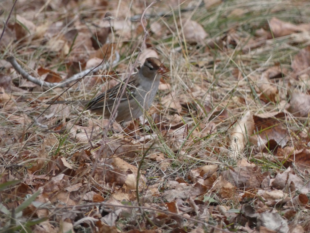 White-crowned Sparrow - ML276550391