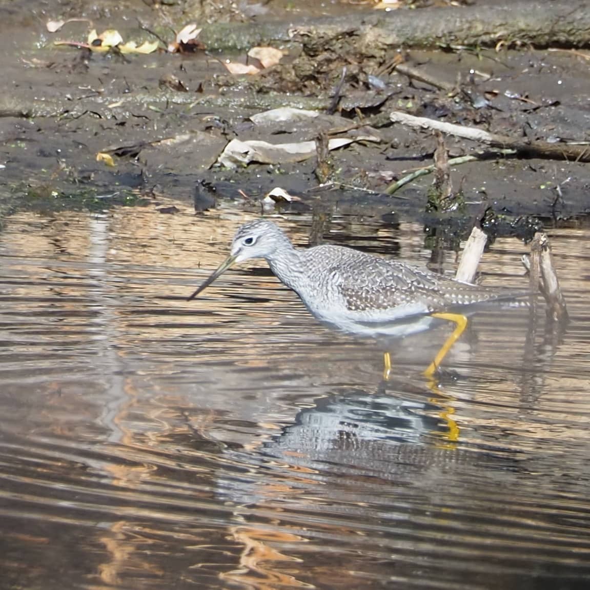 Greater Yellowlegs - ML276551691