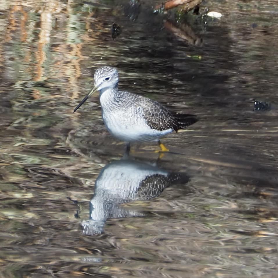 Greater Yellowlegs - ML276551801