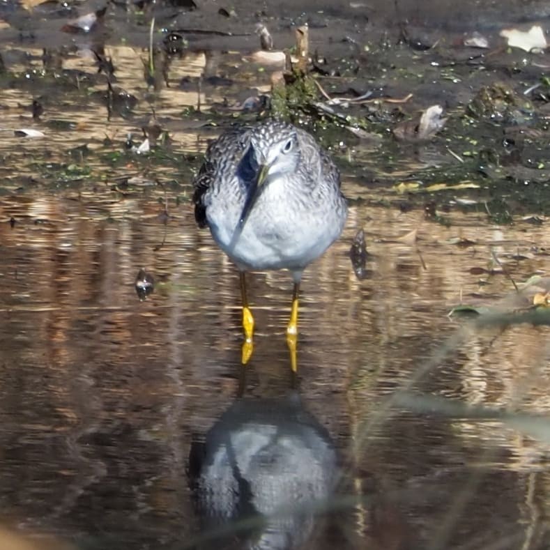 Greater Yellowlegs - ML276551951