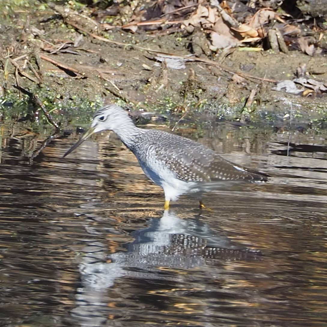 Greater Yellowlegs - ML276552061