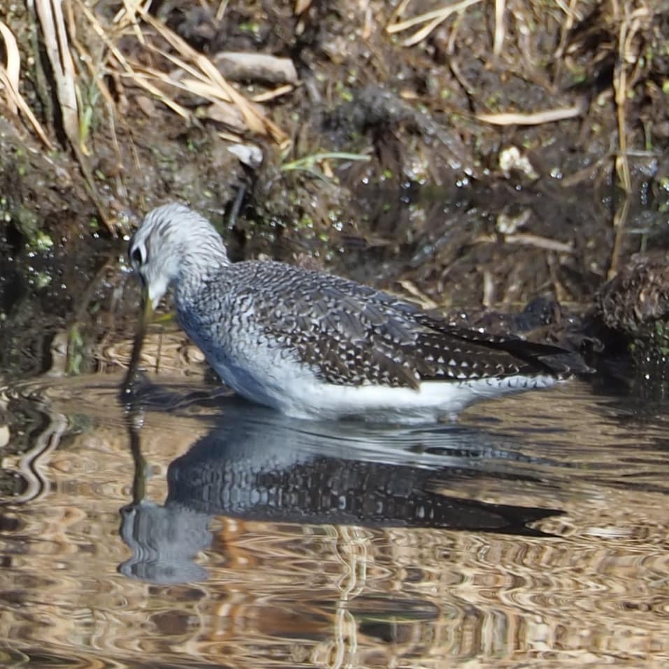 Greater Yellowlegs - ML276552131