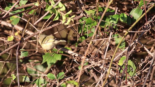 Ruby-crowned Kinglet - ML276552231