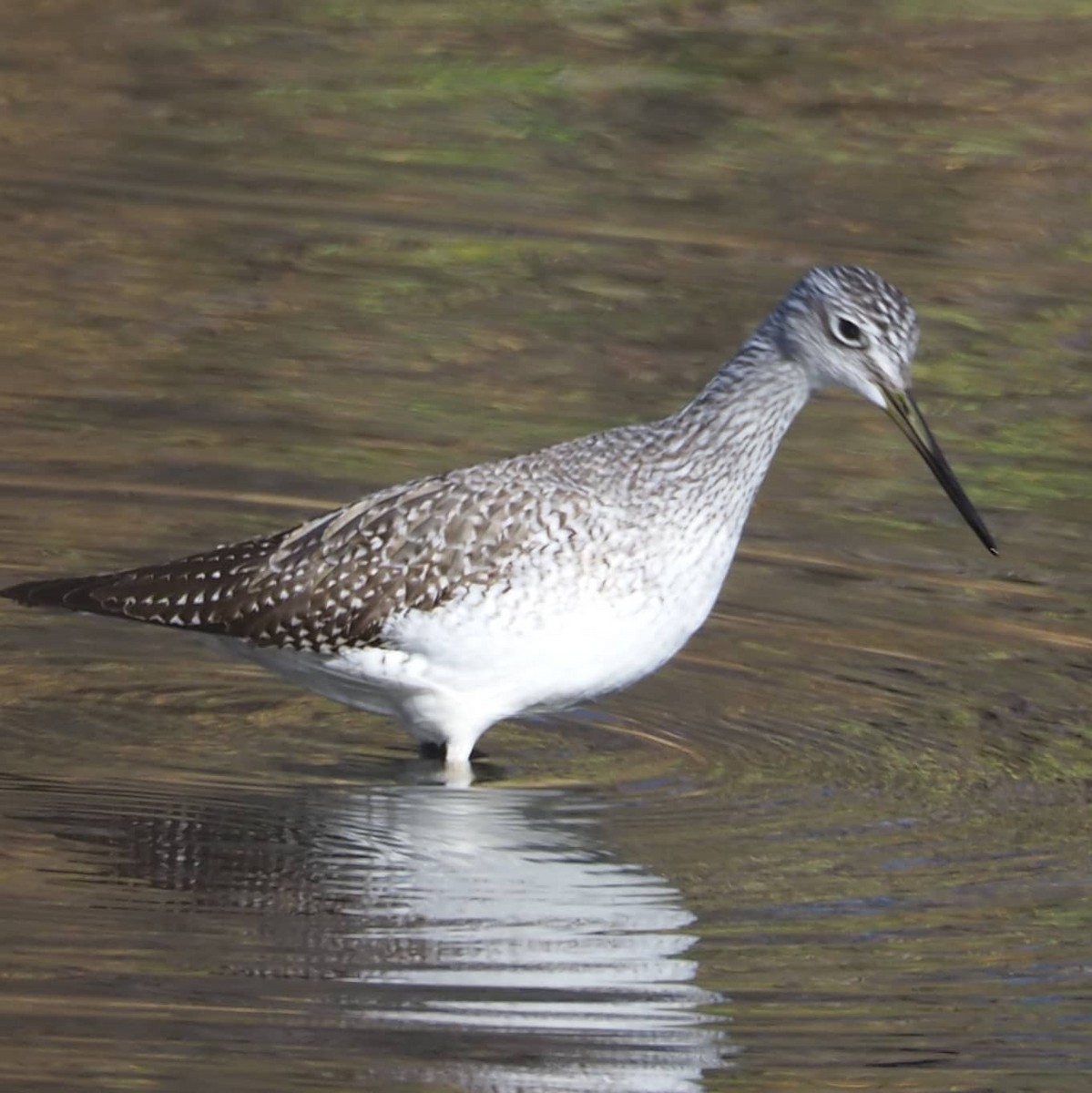 Greater Yellowlegs - ML276552301