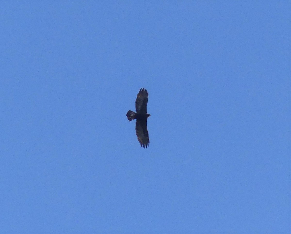 Цармын бүргэд - ML276557861