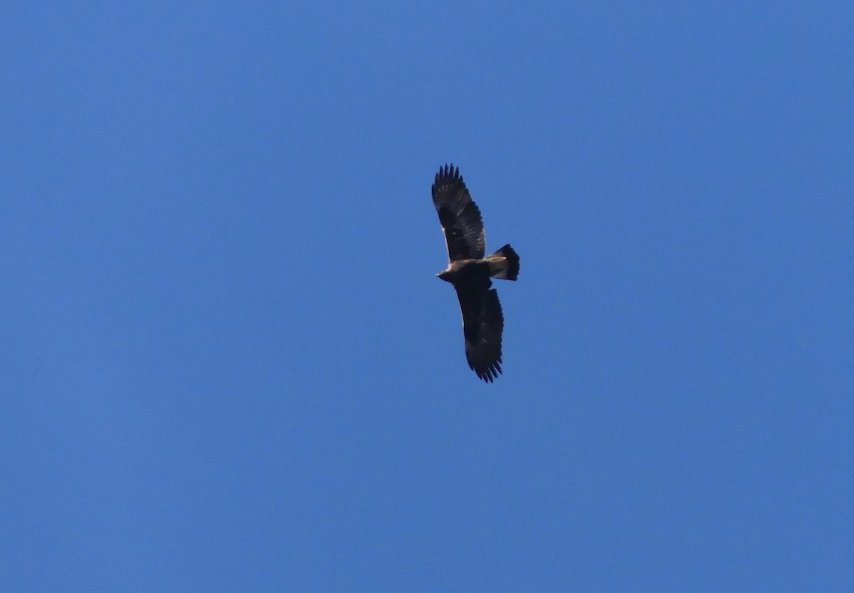 Цармын бүргэд - ML276557921