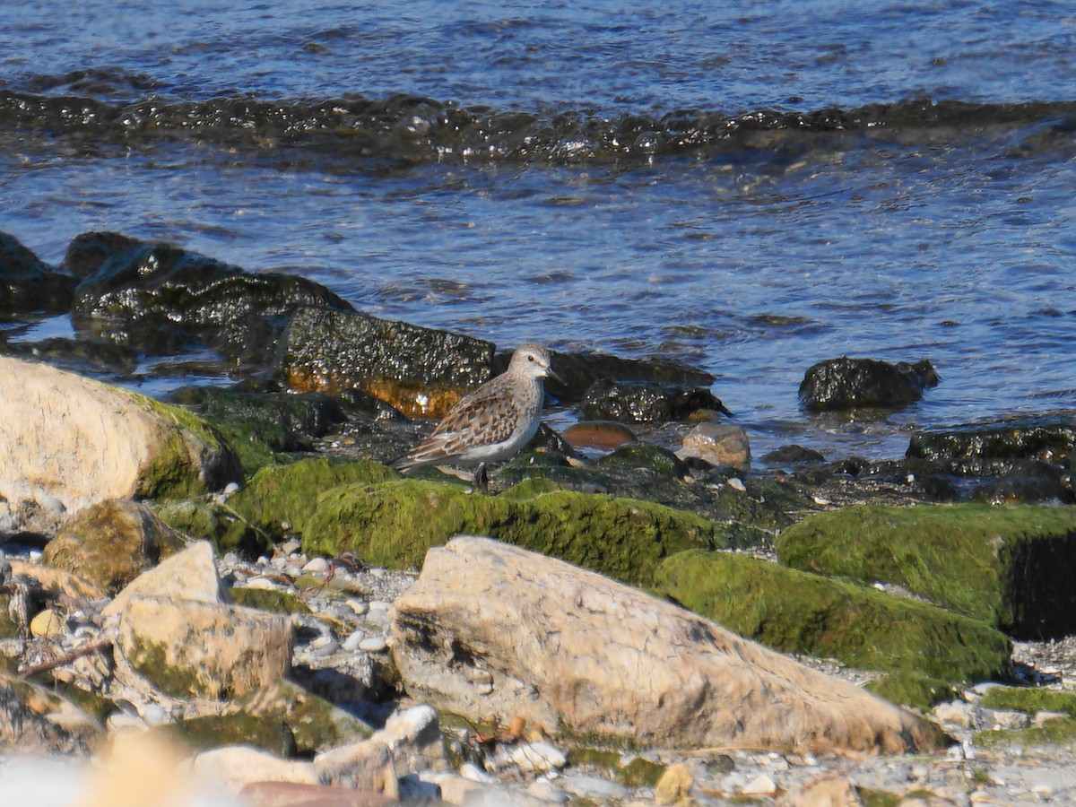 White-rumped Sandpiper - ML276558641