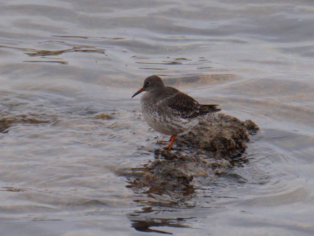 Purple Sandpiper - ML276558721