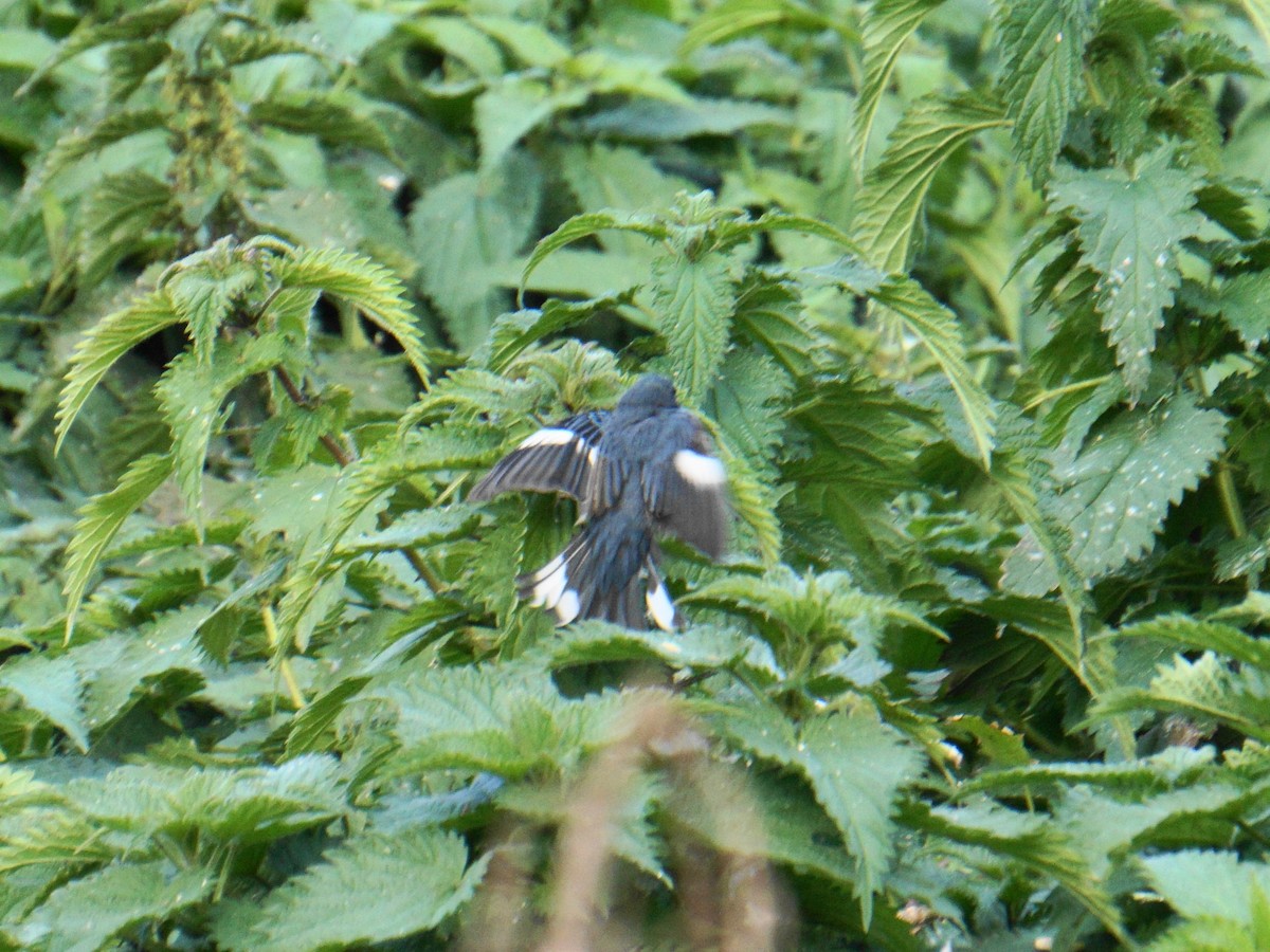 Black-throated Blue Warbler - ML276559191