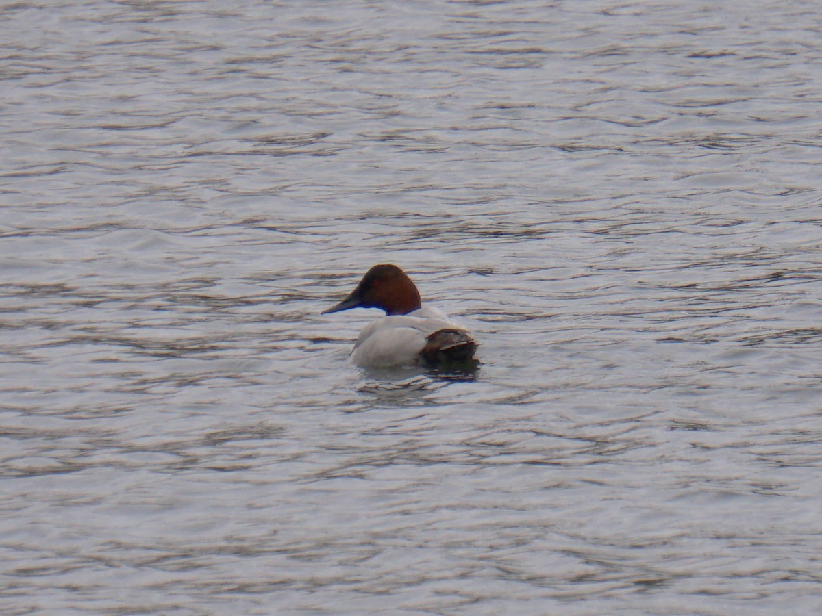 Canvasback - ML276559751