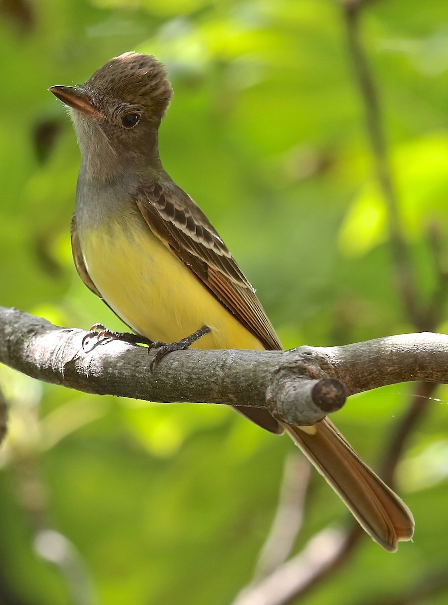 Great Crested Flycatcher - Charles Lyon