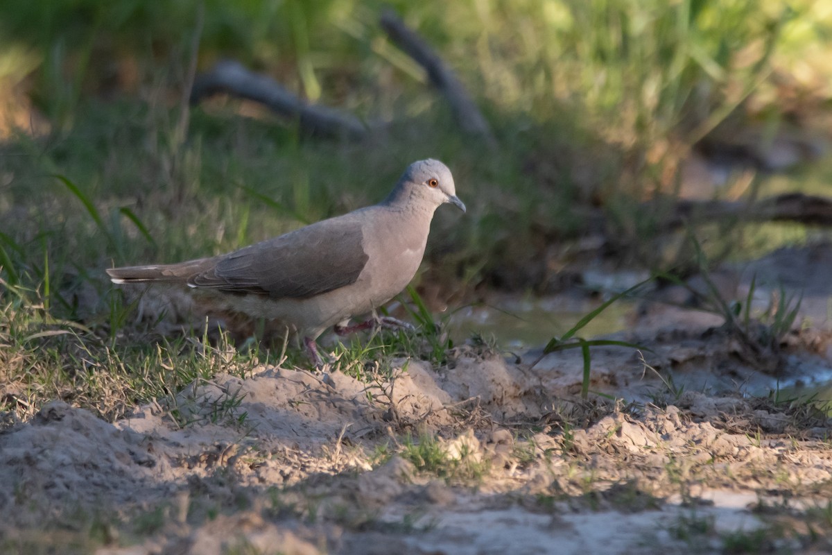 White-tipped Dove - ML276559821