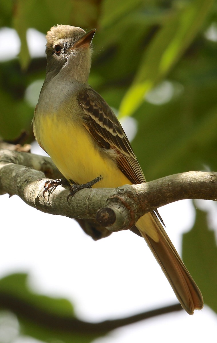 Great Crested Flycatcher - Charles Lyon