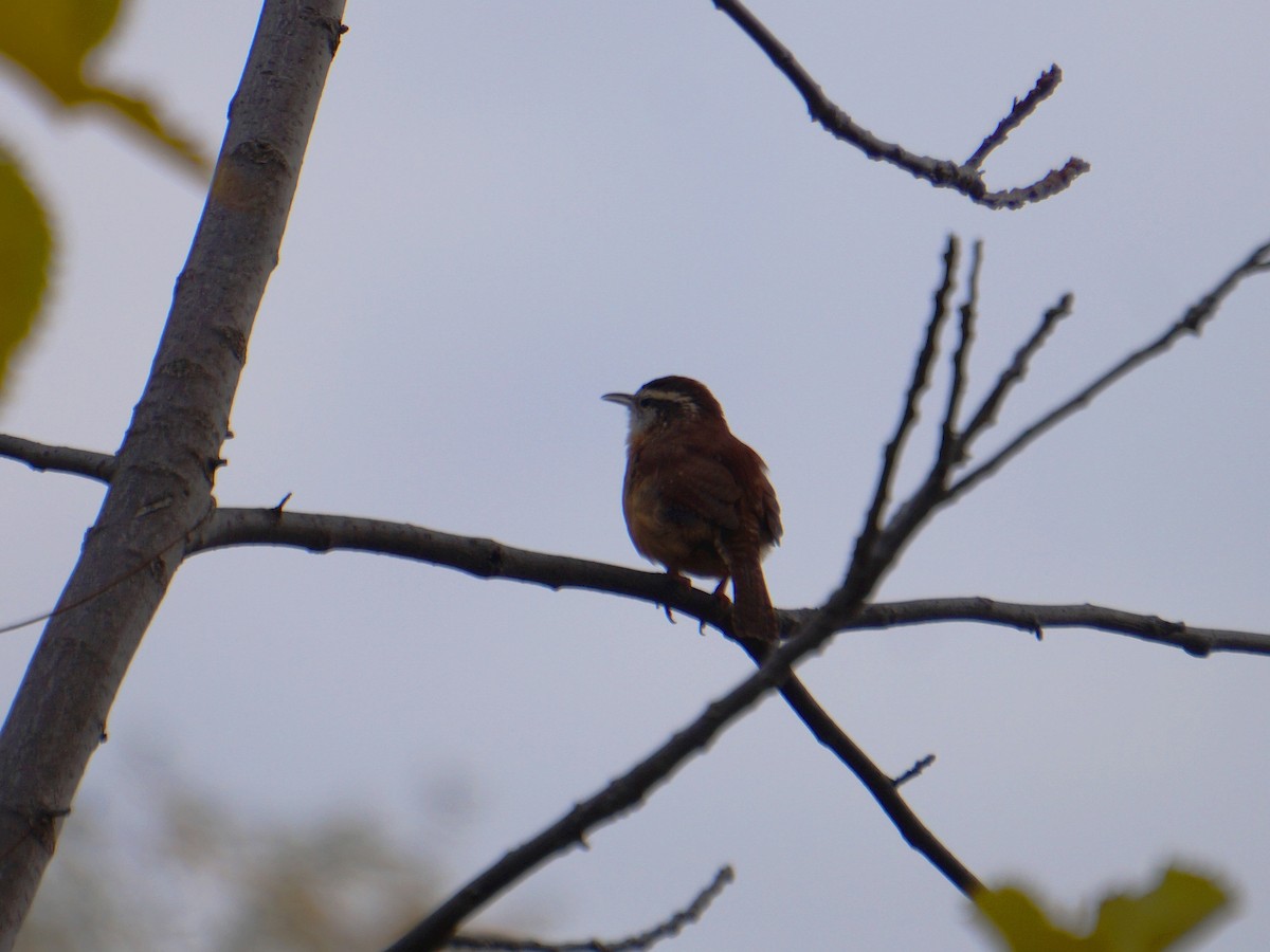 Carolina Wren - ML276559951