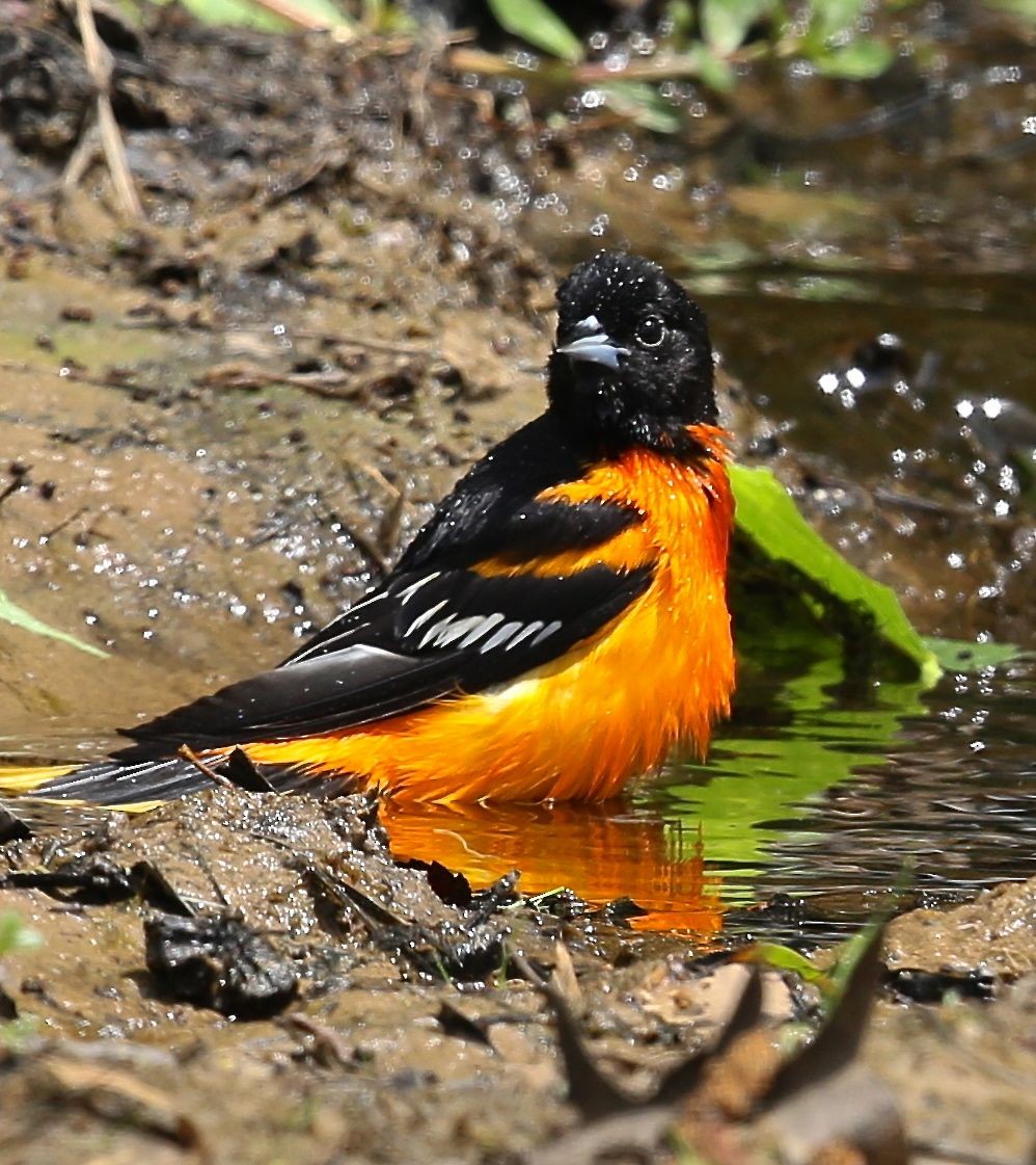 Baltimore Oriole - Charles Lyon