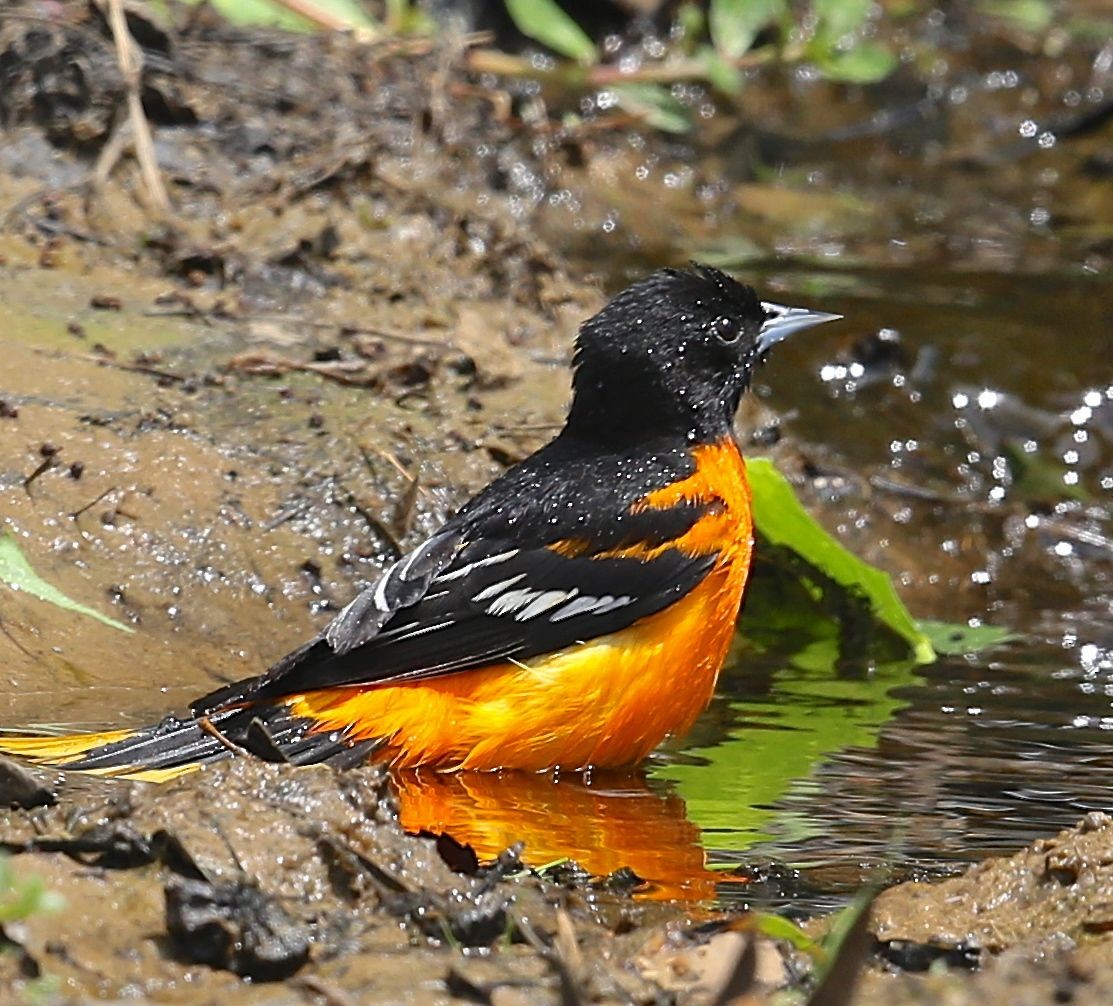 Baltimore Oriole - Charles Lyon