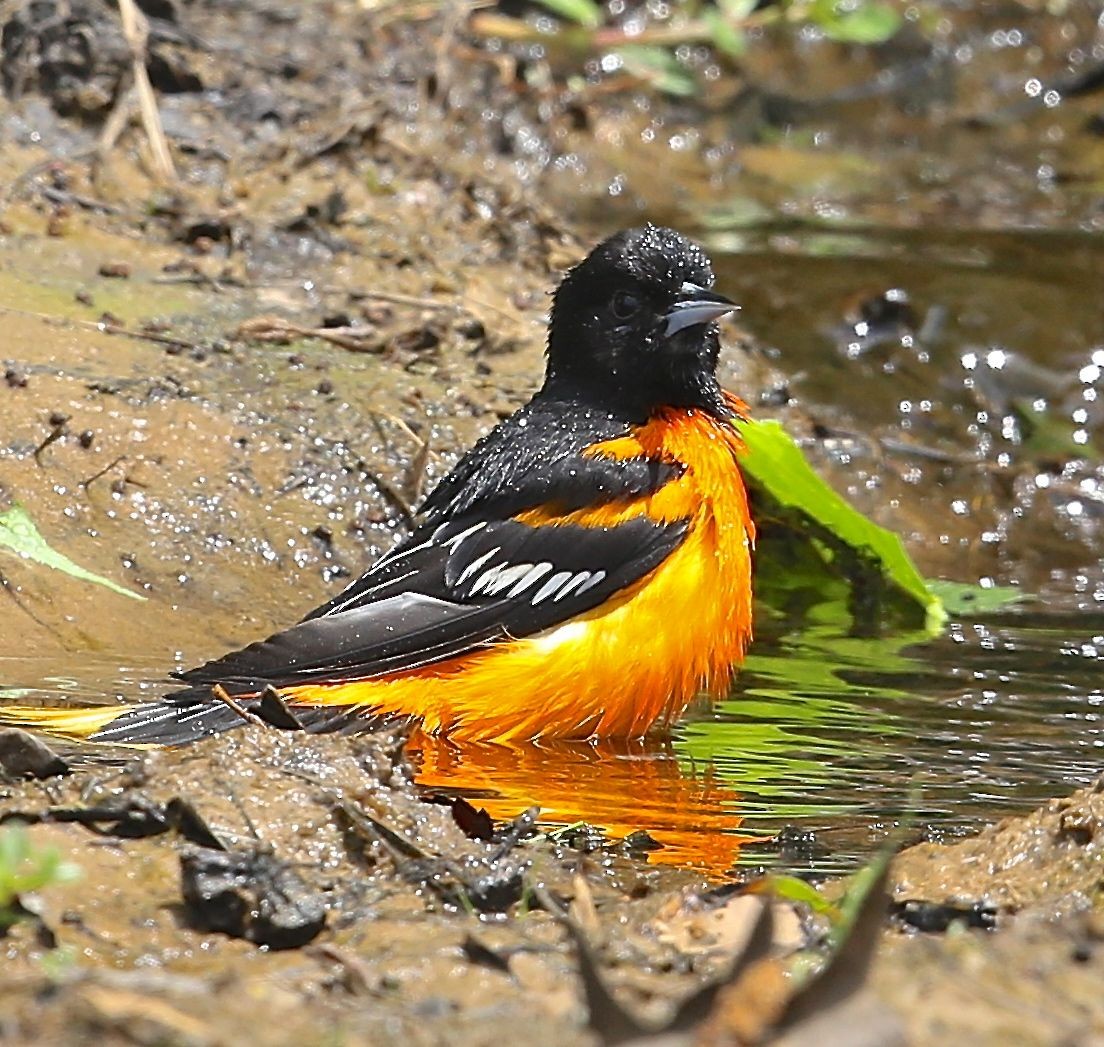 Baltimore Oriole - ML27656171