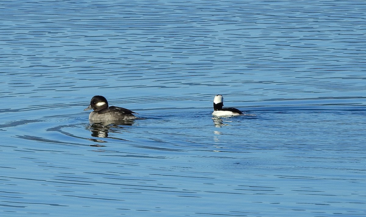 Bufflehead - ML276562931
