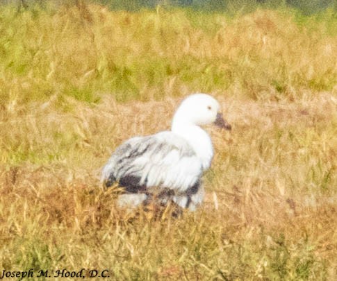 Ross's Goose - ML276567411