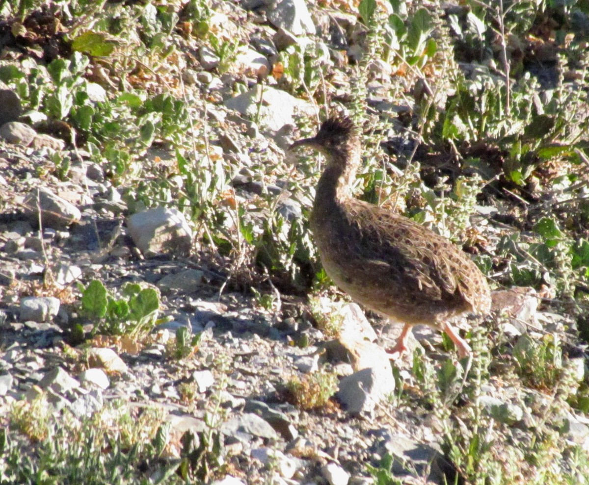 Andean Tinamou - ML276567551