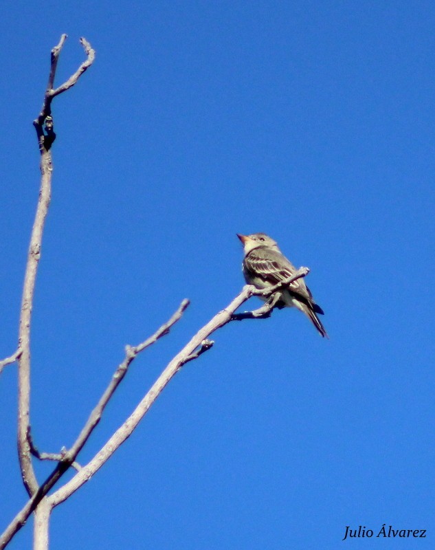 Western Wood-Pewee - ML27656861