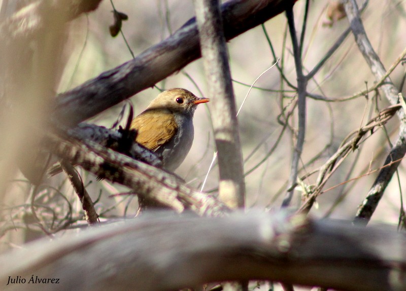 Orange-billed Nightingale-Thrush - ML27656871