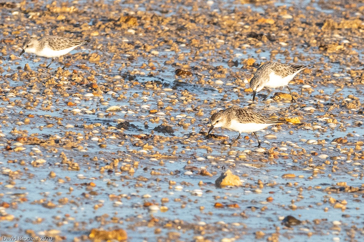 Red-necked Stint - ML276568841