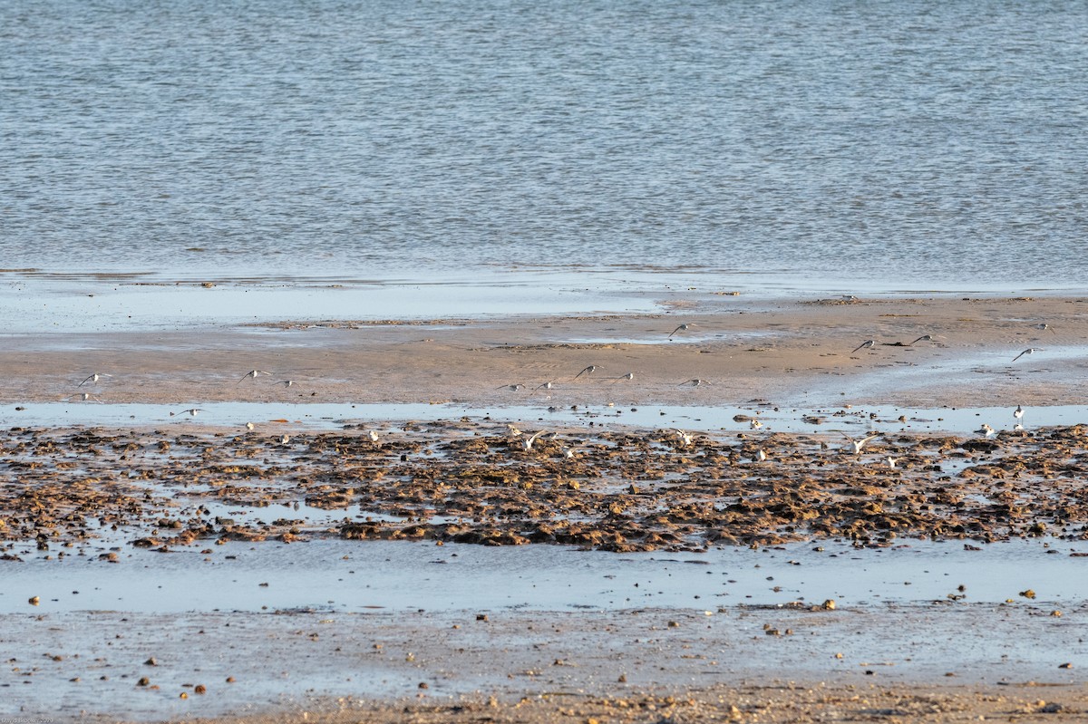 Red-necked Stint - ML276569041