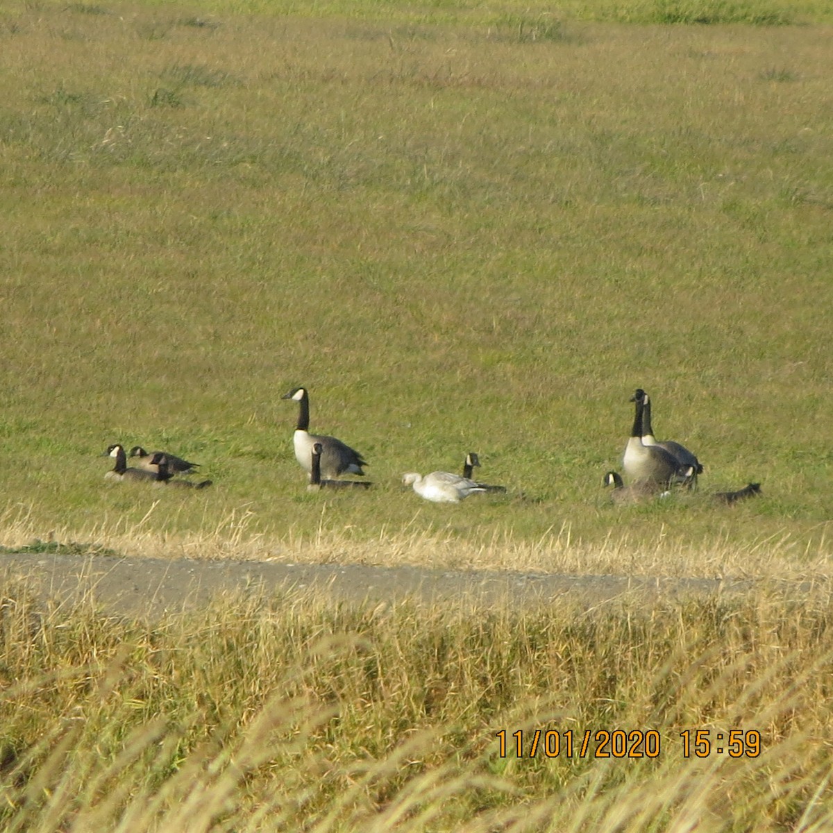 Snow/Ross's Goose - ML276569131