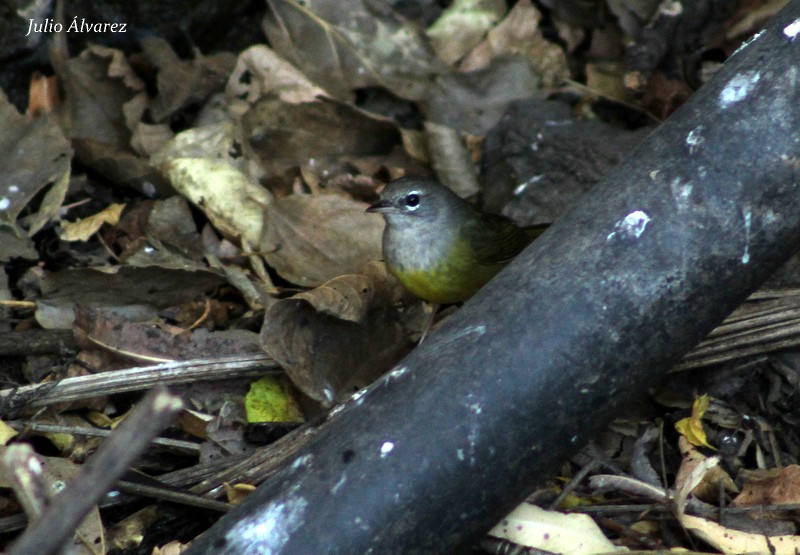 MacGillivray's Warbler - ML27656921