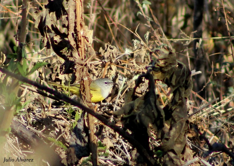 MacGillivray's Warbler - Julio Alejandro Alvarez Ruiz