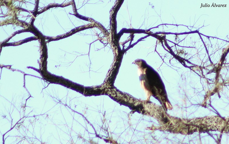 Red-tailed Hawk - ML27656991