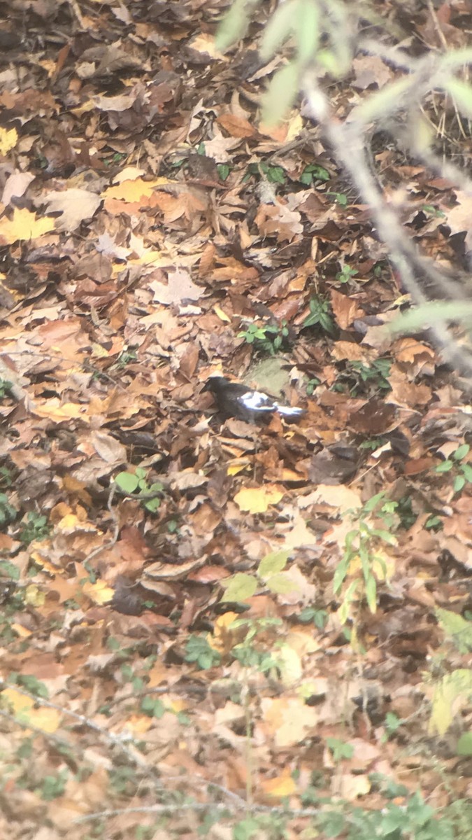 vlhovec lesklý - ML276570981