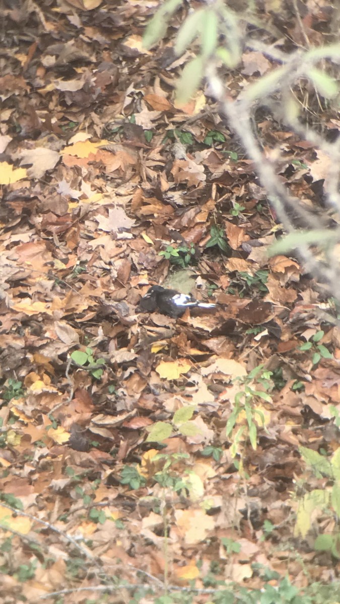 vlhovec lesklý - ML276570991