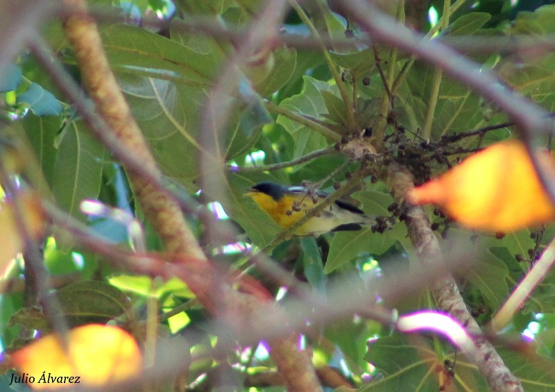 Tropical Parula - ML27657191