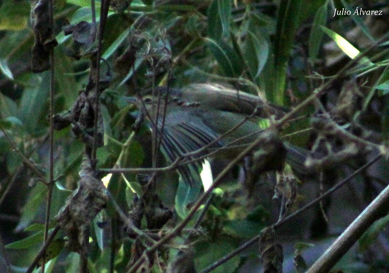 Warbling Vireo - ML27657201