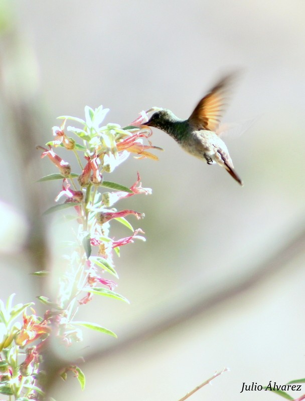 Berylline Hummingbird - ML27657221